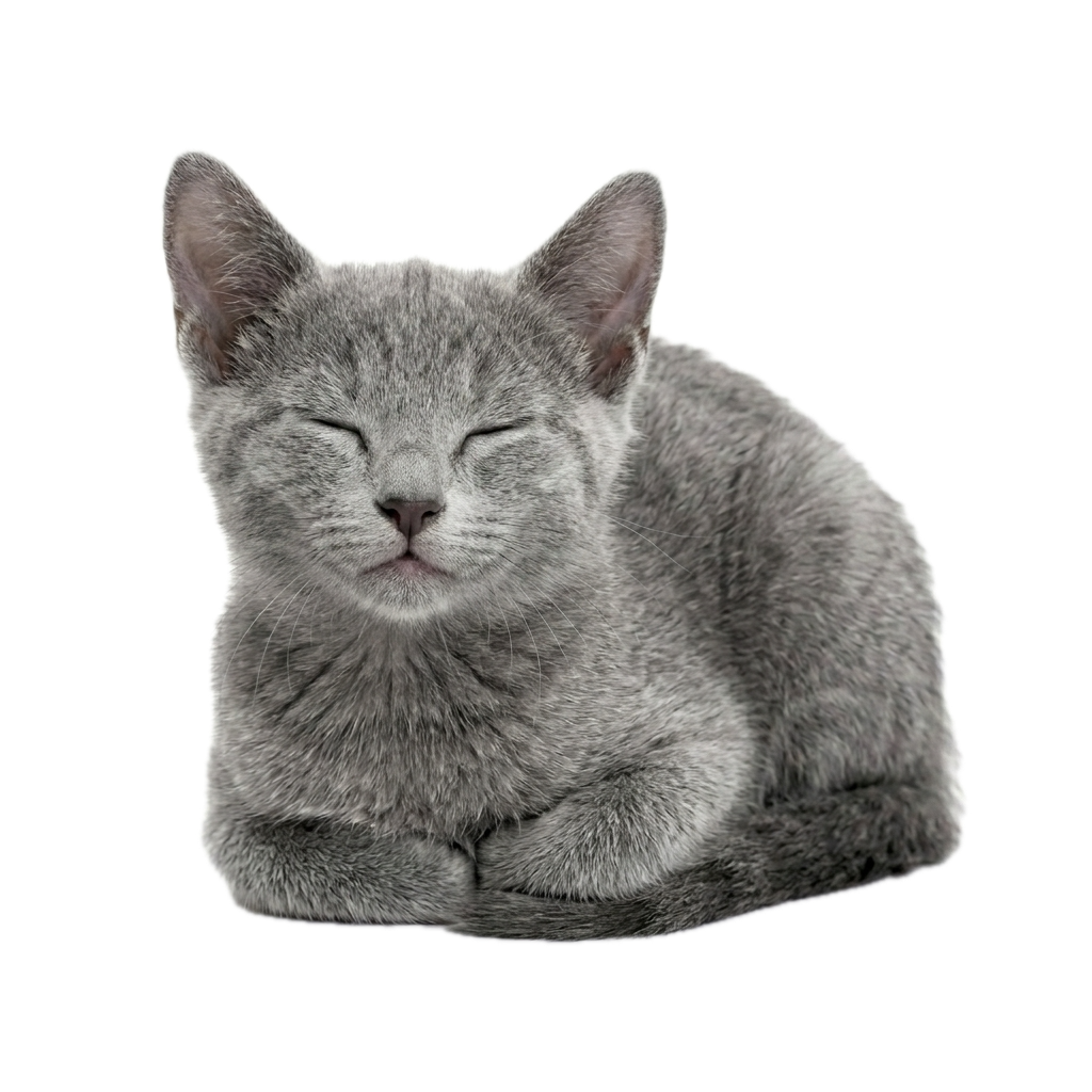 Cat being petted